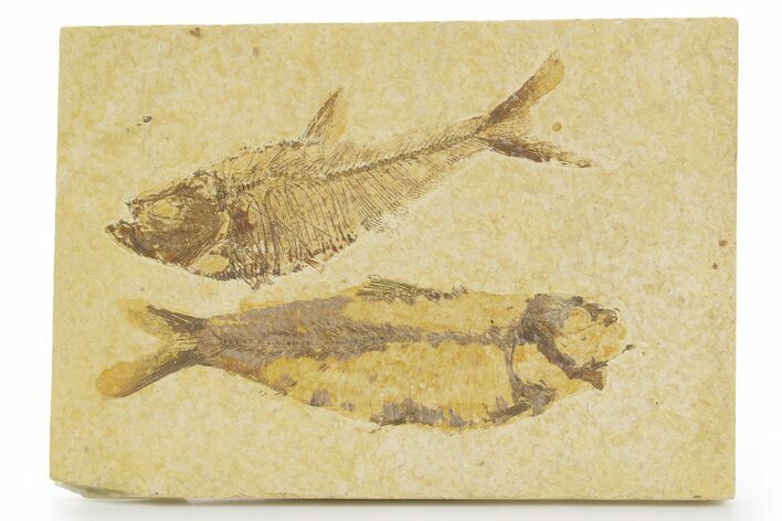 Plate With Two Fossil Fish (Diplomystus & Knightia) - Wyoming #379361